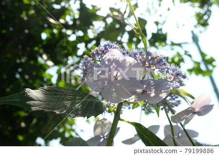 Rainy season image Hydrangea flowers 79199886