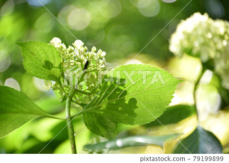 Rainy season image Hydrangea flowers 79199899