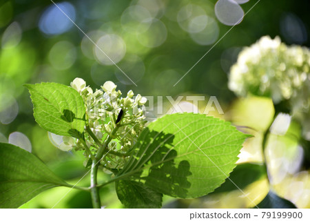 Rainy season image Hydrangea flowers 79199900