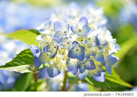 Rainy season image Hydrangea flowers 79199903