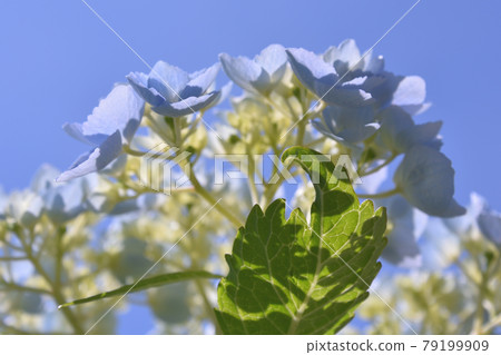 Rainy season image Hydrangea flowers 79199909