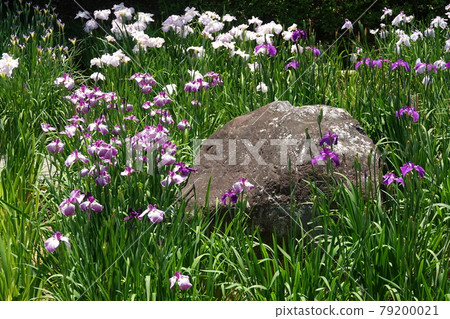 南天堂的鳶尾花園 南天堂的鳶尾花園 79200021