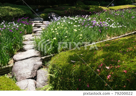 虹膜花園的墊腳石 虹膜花園的墊腳石 79200022