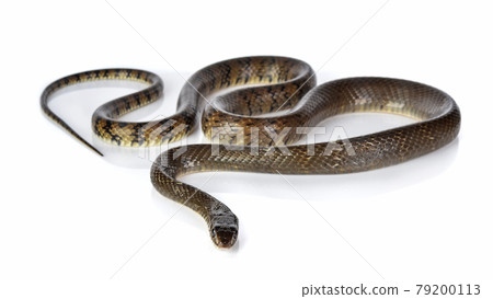 Snake isolated on white background 79200113