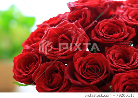 A red rose 79200115