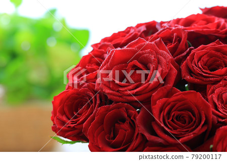 A red rose A red rose 79200117