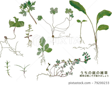 Weeds that grow on their own with watercolor-touch vector data 79200233