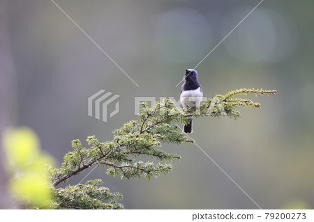 Tweeting Ooruri male 79200273