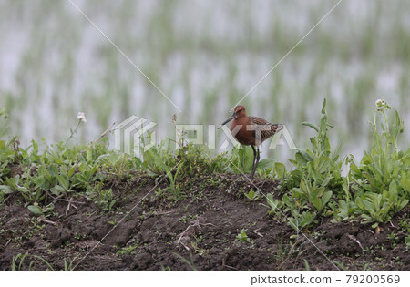 Siberian dowitcher with summer feathers perching on a ridge Siberian dowitcher with summer feathers perching on a ridge 79200569
