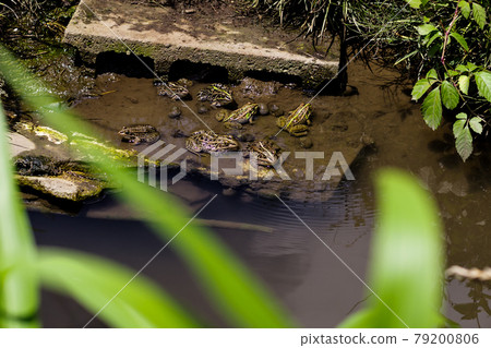 Frogs gathering in the irrigation canal Tonosama frog or Tokyo Daruma frog High contrast 79200806