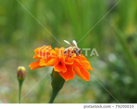 蜜蜂在橙色萬壽菊上尋找東西 79200810