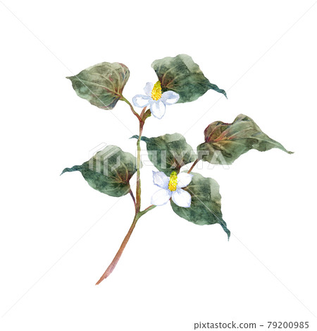 Watercolor painting of Houttuynia cordata 79200985