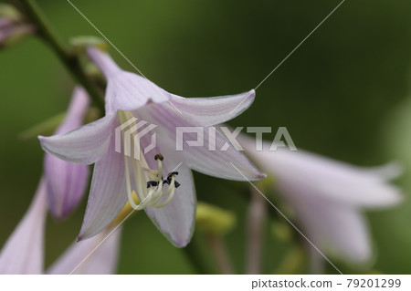 初夏公園裡盛開的淺粉色玉簪花 79201299