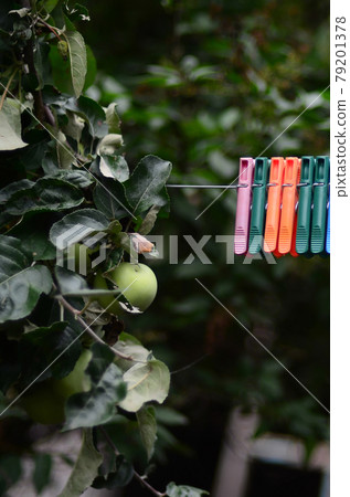 Clothespins on a rope hanging outside house and apple tree 79201378