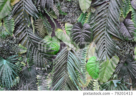 Tropical green leaves background, fern, palm and Monstera Deliciosa leaf on wall Tropical green leaves background, fern, palm and Monstera Deliciosa leaf on wall 79201413