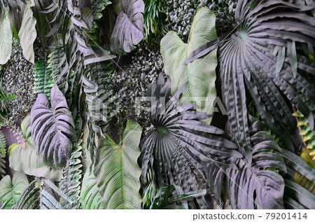 Tropical green leaves background, fern, palm and Monstera Deliciosa leaf on wall 79201414