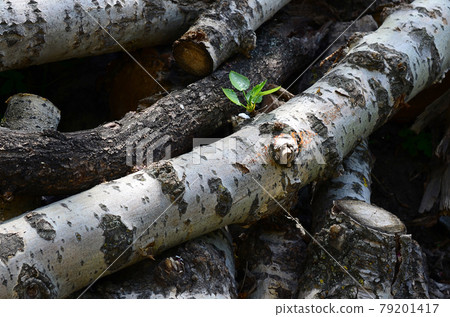 Closeup of firewood from old poplar with rough white bark Closeup of firewood from old poplar with rough white bark 79201417