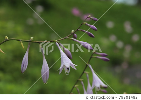 初夏公園裡盛開的玉簪丁香花 初夏公園裡盛開的玉簪丁香花 79201482