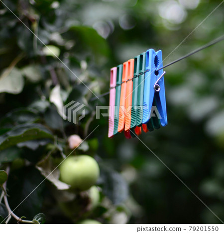 Clothespins on a rope hanging outside house and apple tree Clothespins on a rope hanging outside house and apple tree 79201550