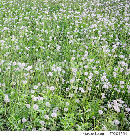 White fluffy dandelions flower in green field, natural background White fluffy dandelions flower in green field, natural background 79201564