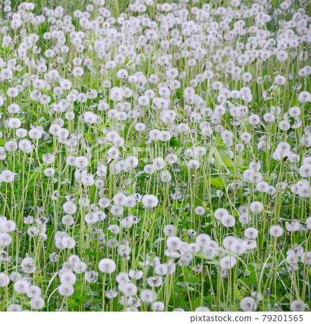 White fluffy dandelions flower in green field, natural background White fluffy dandelions flower in green field, natural background 79201565