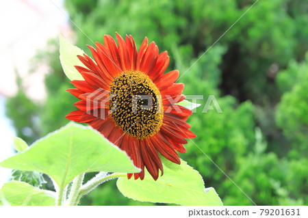 大紅色向日葵 79201631