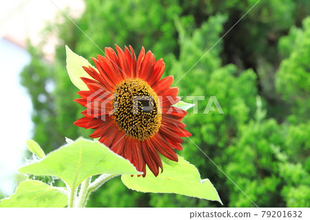 大紅色向日葵 79201632
