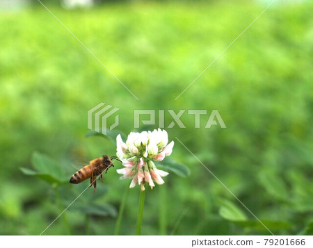 蜜蜂接近白三葉草花 蜜蜂接近白三葉草花 79201666