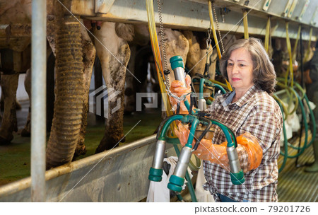 Elderly woman farmer cow milking with milking equipment Elderly woman farmer cow milking with milking equipment 79201726