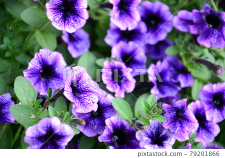 Beautiful violet petunia flowers in Floral Detail Background Image 79201866