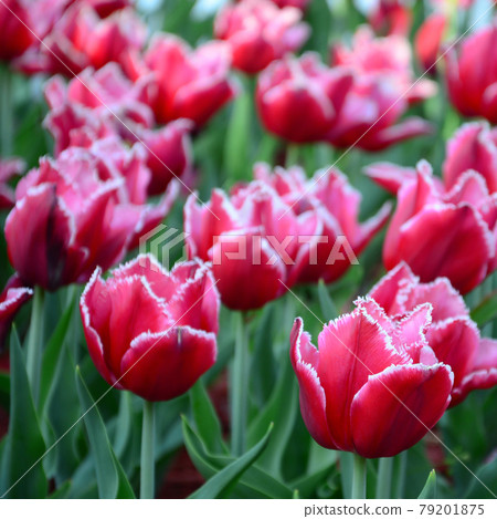 Picture of beautiful tulips on shallow deep of field close up Picture of beautiful tulips on shallow deep of field close up 79201875