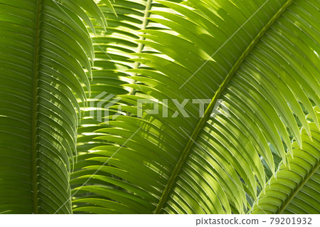 sago palm, botanical name Cycas revoluta, seen trough dark green leaves 79201932