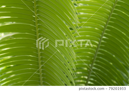 sago palm, botanical name Cycas revoluta, seen trough dark green leaves 79201933