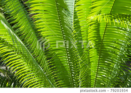 sago palm, botanical name Cycas revoluta, seen trough dark green leaves 79201934