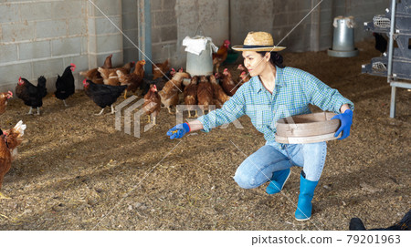 Asian woman feeding hens in chicken coop Asian woman feeding hens in chicken coop 79201963