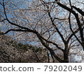 Looking at the cherry blossoms 79202049