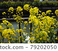 Rape blossoms 79202050