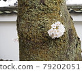 Cherry blossoms blooming in trunk 79202051