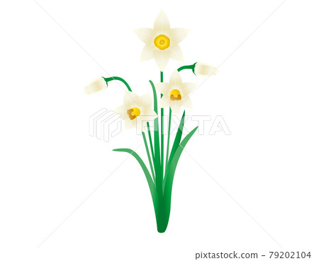 Vector illustration of white daffodils Vector illustration of white daffodils 79202104