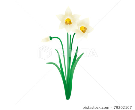 矢量圖的白色水仙花 矢量圖的白色水仙花 79202107