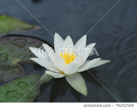 Hizjikusa's flower 79202568