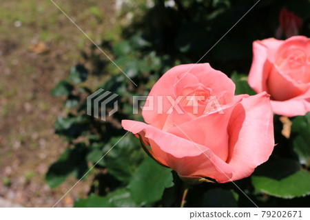 帆船賽（玫瑰） 79202671