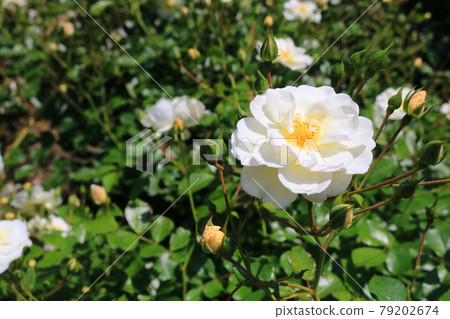Schnekenigin (rose) 79202674