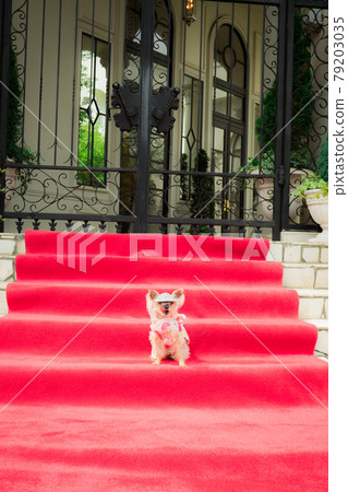 Red carpet dog Red carpet dog 79203035