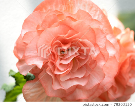 大海棠花 79203130