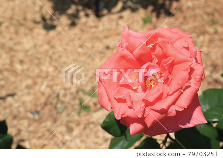 Harmony (rose) Harmony (rose) 79203251