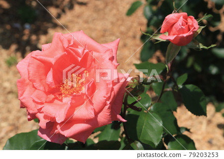 Harmony (rose) Harmony (rose) 79203253