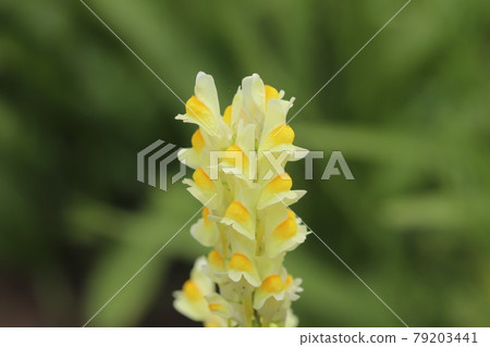 初夏公園裡盛開的黃蟾蜍 (Linaria bulgaris) 79203441
