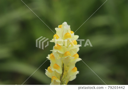 Yellow toadflax (Linaria bulgaris) blooming in the park in early summer Yellow toadflax (Linaria bulgaris) blooming in the park in early summer 79203442