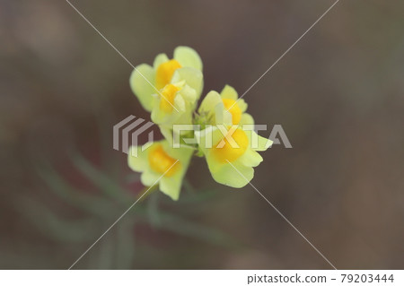 Yellow toadflax (Linaria bulgaris) blooming in the park in early summer 79203444